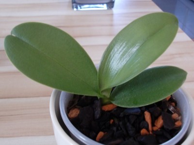 Phalaenopsis Hybride #5-1.jpg