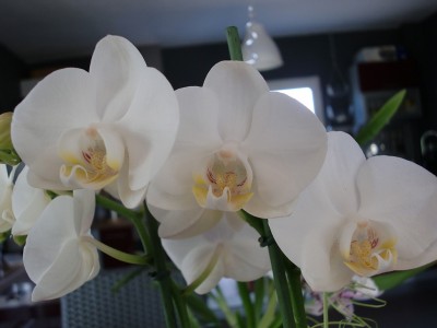 Phalaenopsis Hybride #4-3.jpg