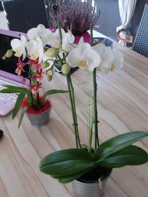 Phalaenopsis Hybride #4-2.jpg