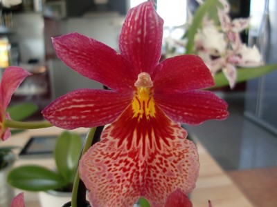 Burrageara Nelly Isler 3.jpg