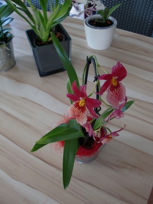 Burrageara Nelly Isler 2.jpg