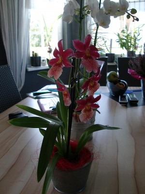 Burrageara Nelly Isler 1.jpg