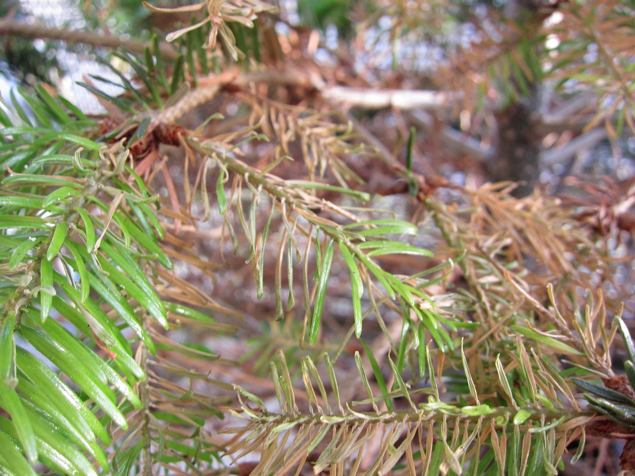 Hilfe, mein Weihnachtsbaum verliert alle alten Nadeln! ·  Pflanzenkrankheiten & Schädlinge · GREEN24 Pflanzen & Garten Forum