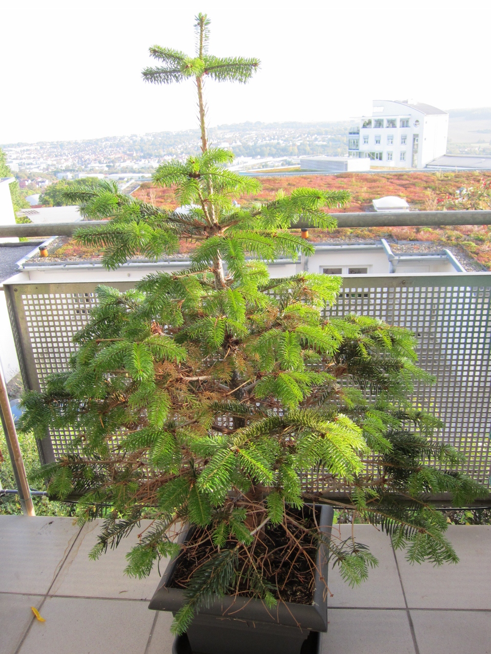 Hilfe, mein Weihnachtsbaum verliert alle alten Nadeln! ·  Pflanzenkrankheiten & Schädlinge · GREEN24 Pflanzen & Garten Forum