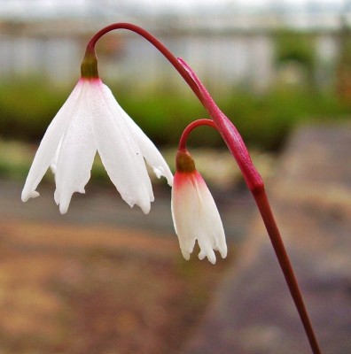 Acis autumnalis 2005-74 (1).jpg