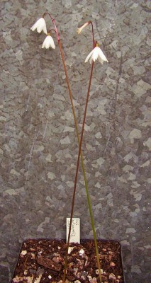 Acis autumnalis 2005-74 (2).jpg