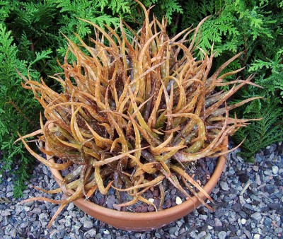 Aloe bakeri (4).jpg