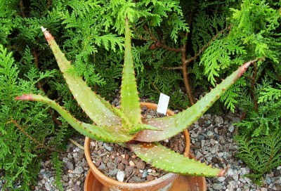 Aloe 2010-256 (3).jpg