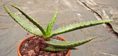 Aloe 2010-256 (1).jpg
