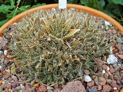 Aloe ´Pepe´ (5).jpg