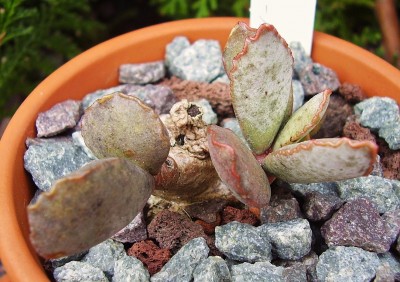 Adromischus schuldtianus (5).jpg