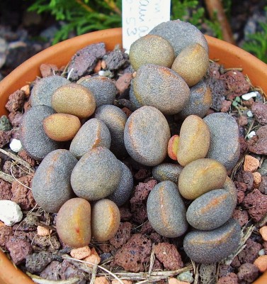 Adromischus marianae (3).jpg