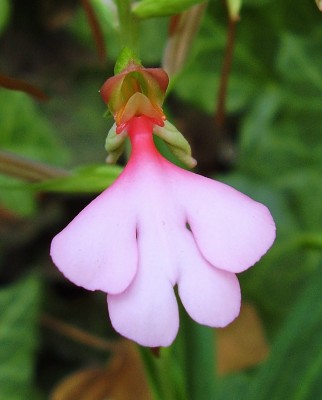 Habenaria rhodocheila (3).jpg