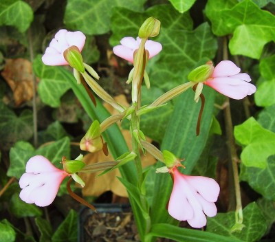 Habenaria rhodocheila (2).jpg