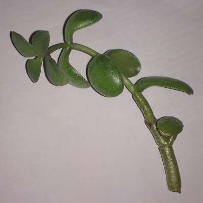 IMAG0168.jpg
