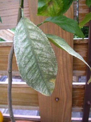 SANY0077_2.JPG