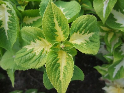 DSCF7015.JPG