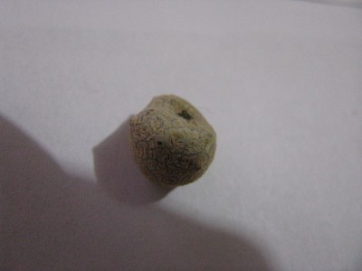 Ceropegia-Knolle.jpg