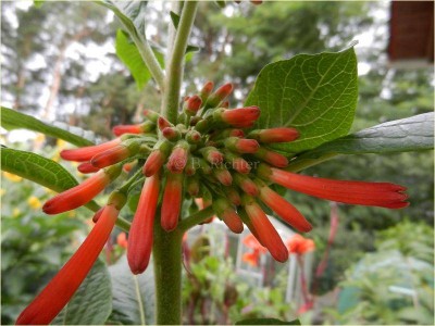 Iochroma coccinea.jpg