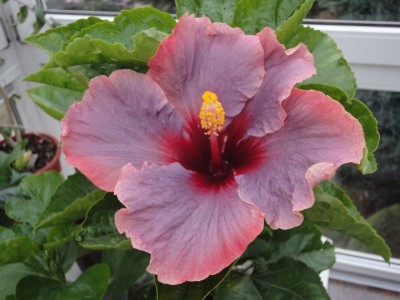 Tahitian Antique Purple 1st bloom.JPG