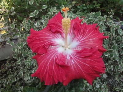 Love Story 28-09-2011.JPG