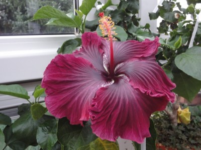 Black Dragon 26-09-2011.JPG