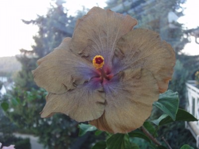 Wallflower 28-09-2011.JPG