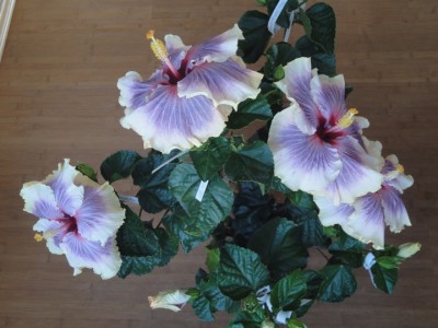 Tahitian Taui Quartett 28-09-2011.JPG