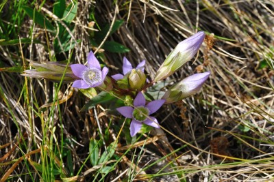 alpenblume.jpg