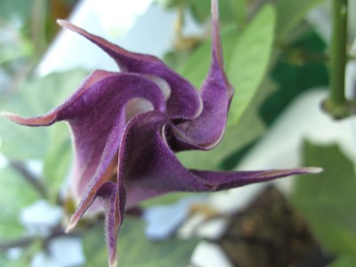 Datura (1).JPG