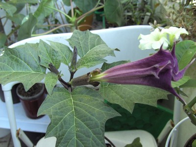 Datura (3).JPG