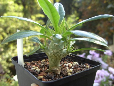 Pachypodium saundersii 1.10.11 (1).JPG