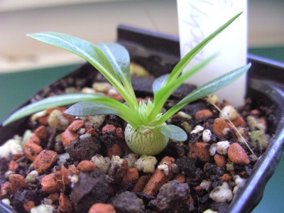 Pachypodium brevicaule 1.10.11.JPG
