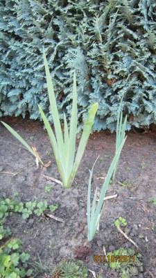 Iris von Lorraine.jpg