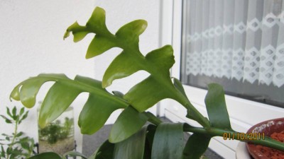 Selenicereus chrysocardium 1.10.11 .jpg