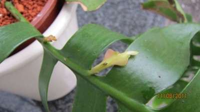 Selenicereus chrysocardium Neutriebe .jpg