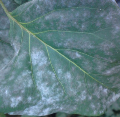 DSC00282.JPG