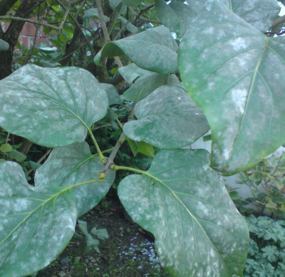 DSC00281.JPG