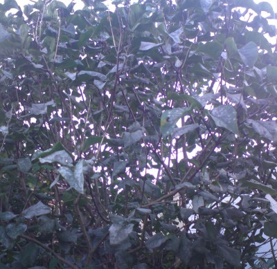 DSC00280.JPG