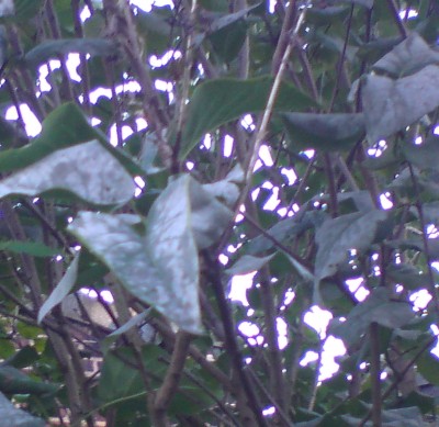 DSC00279.JPG