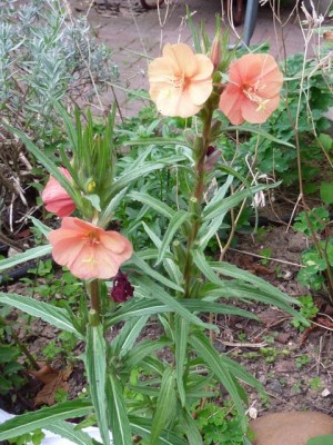 026 (2) - Kopie (480x640).jpg