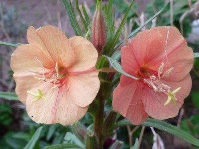 023 (2) (640x480).jpg