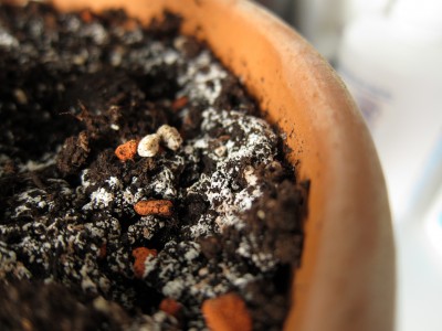 weißer Belag auf der Erde, was ist das ? Pilz ? Salze ? ·  Pflanzenkrankheiten & Schädlinge · GREEN24 Pflanzen & Garten Forum