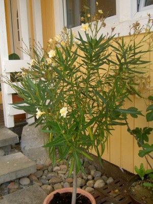 PICT1108.JPG