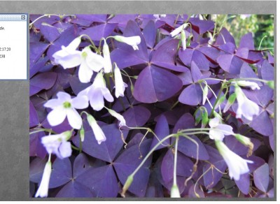 Oxalis Blüten.jpg