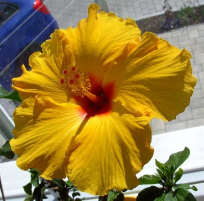 gelber Hibi9919.jpg