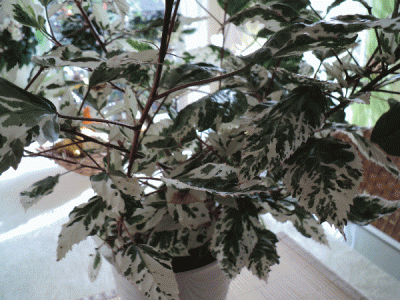 hibiskus.gif