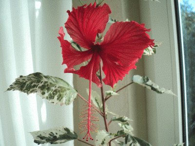 hibiskus.gif
