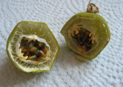 Frucht subpeltata.jpg