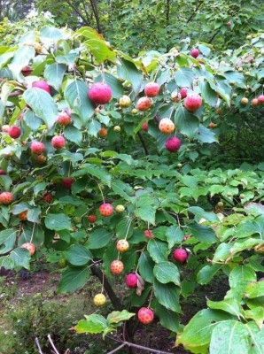 unbekannte-frucht.jpg